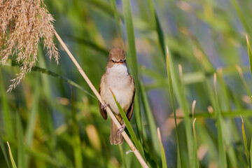 (Acrocephalus arundinaceus) standing on a reed near a lake.