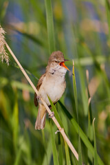 (Acrocephalus arundinaceus) standing on a reed near a lake.