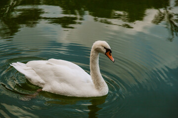 White swan in the lake