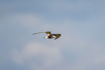 (Sterna Hirundo) in flight in the blue sky.