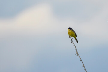 (Motacilla flava) sits on a plant.