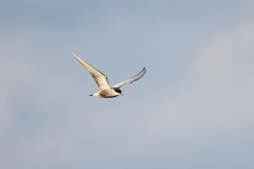 (Sterna Hirundo) in flight in the blue sky.