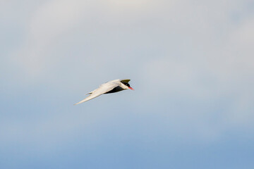 (Sterna Hirundo) in flight in the blue sky.
