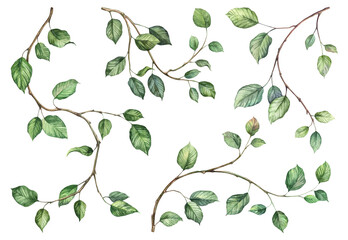 Detailed realistic green ivy leaves on twigs isolated on white background. Watercolor hand painted botany. Green stem set