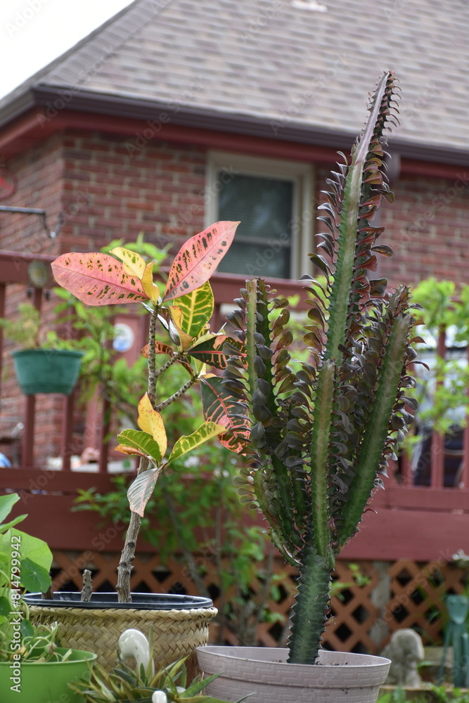 Wall mural plants in a yard by a house