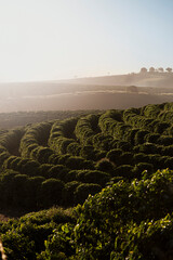 Plantação de café,  árvores de cafezal, Minas Gerais, Brasil