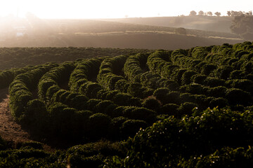 Plantação de café,  árvores de cafezal, Minas Gerais, Brasil