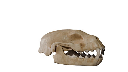 Naklejka premium a skull with a toothy grin on it