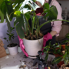 A lady in pink gloves is holding a flowerpot with a beautiful houseplant. The terrestrial plant...