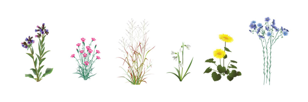 Lungwort, fild carnation (dianthus campestris), switchgrass twig-like (Panicum virgatum), galanthus, doronicum, blue flax. Beautiful wild plants realistic drawings set isolated on a white background.