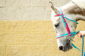 portrait of a thoroughbred horse at a equestrian competition