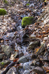 stream in the forest