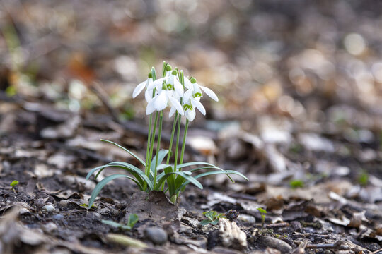 Schneeblume im Wald