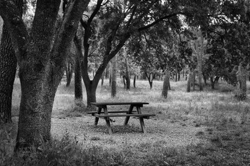 Picnic area with benches and tables in the Dehesa del Sotillo Recreational Area, in Villaviciosa de Odón, Madrid (Spain).