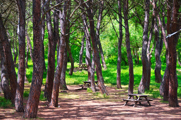 Picnic area with benches and tables in the Dehesa del Sotillo Recreational Area, in Villaviciosa de Odón, Madrid (Spain).