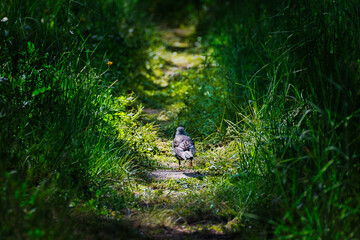 Blackbird walking along a narrow path through the vegetation.