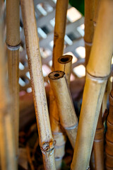 Dried bamboo sticks on a white lattice background.