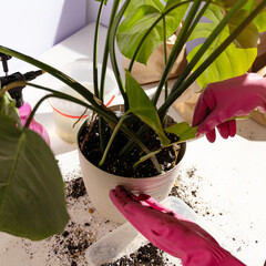 An individual in pink gloves is hydrating a houseplant in a flowerpot with soil. The person is...
