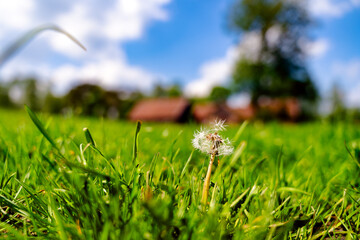 Löwenzahn / Pusteblume auf einer Wiese im Frühling in der Sonne vor einem Bauernhof