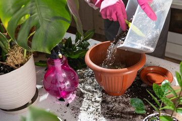Someone is watering a plant in a flowerpot, caring for a houseplant to keep it healthy. The...