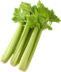 celery isolated on white