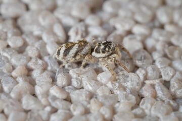 little zebra spider on the wall