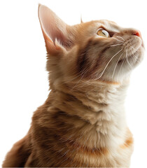 A close-up profile of an orange tabby cat looking upwards.
