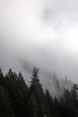 Misty forest with intruding sunlight over the sea