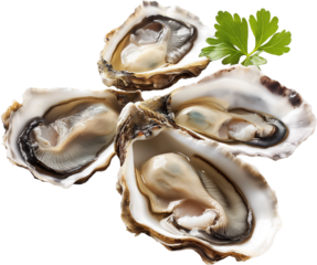 oysters on a white background