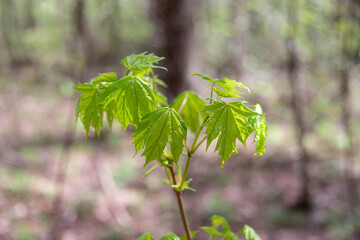 Young leaves on a small maple tree in the woods.