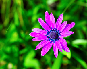 Obraz premium Anemone hortensis commonly known as star anemone or star flower