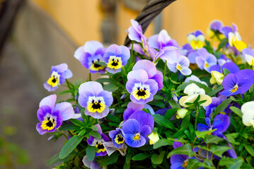 Viola wittrockiana Commonly known as Pansy