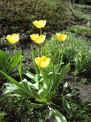 Yellow tulip buds blooming in the bright sunshine.