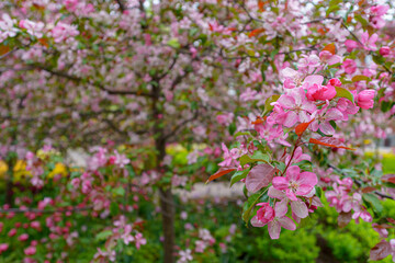 Fototapeta premium Blooming apple orchard. Pink apple tree flowers.