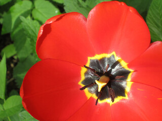 Close-up of stamens, pistil and petals of a blooming red tulip.