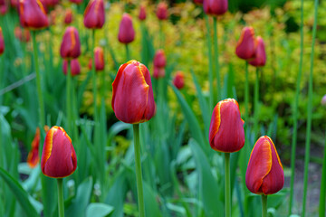 Fototapeta premium Red beautiful tulips. Flowers on a dark background.