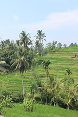 rice terraces in Bali island Indonesia, mountains in clouds, rice fields, travel on Bali