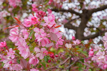 Blooming apple orchard. Pink apple tree flowers.