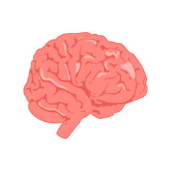 Brain illustration, isolated on white background.