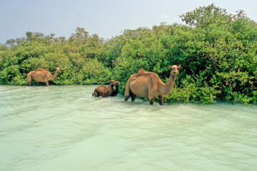 Naklejka premium Dromedary