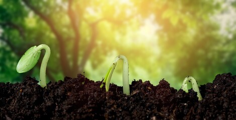 Young fresh green plant springing out of soil