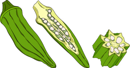 Hand drawn okra plants, Abelmoschus Esculentus. Vector colored eco healthy food.	