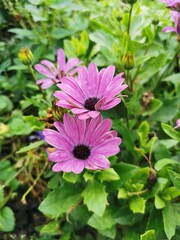 Obraz premium pink daisy in the garden