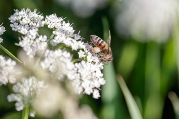 European bee sucking pollen and nectar