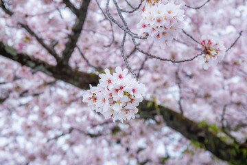 Close-up of beautiful cherry blossoms blooming or Sakura on the tree It is a flower that is a symbol of Japan. Copy space background