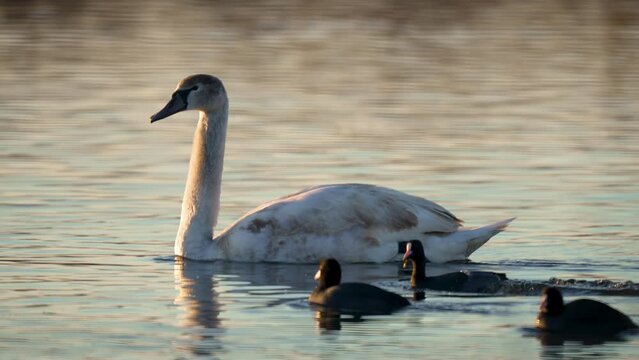 Young swan in lake. Small black ducks swim next to bird dive into water in search of food in winter season. Biodiversity awareness protection, waterfowl ecosystem