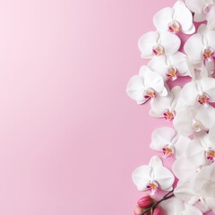 beautiful blooming white orchid (orchidaceae) branch isolated on pink table background, top view
