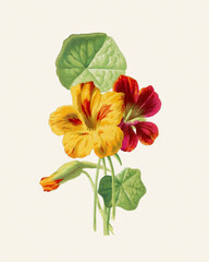 Flower illustration on a light beige background: Indian Cress