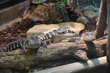 American alligator