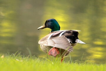 Balancing Elegance